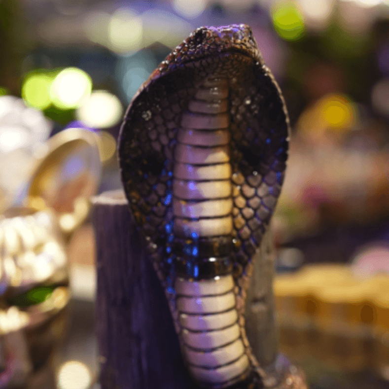 Cobra